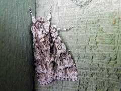 Acronicta impressa