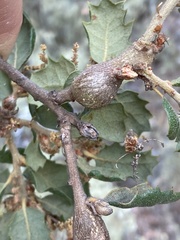 Andricus chrysolepidicola
