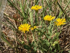 Chrysopsidinae