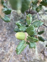 Andricus chrysolepidicola