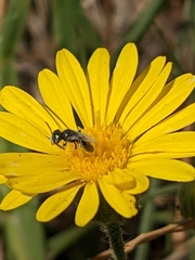Perdita