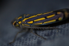 Apogonalia stalii