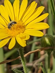Perdita