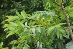 Psidium guajava