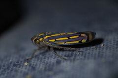 Apogonalia stalii
