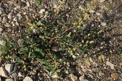Persicaria tomentosa