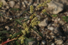 Persicaria tomentosa