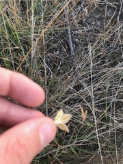 Wahlenbergia luteola