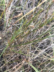 Wahlenbergia luteola