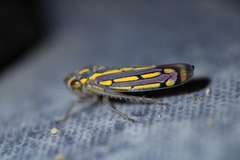 Apogonalia stalii
