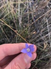 Wahlenbergia luteola
