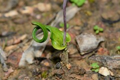 Thelymitra matthewsii