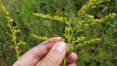 Solidago canadensis hargeri