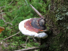 Fomitopsis pinicola