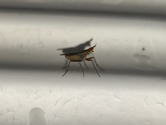 Neriidae