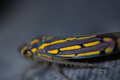 Apogonalia stalii