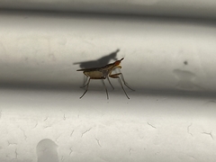 Neriidae