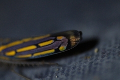 Apogonalia stalii
