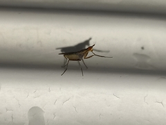 Neriidae