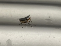 Neriidae