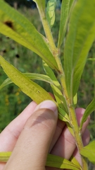 Solidago canadensis hargeri