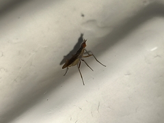 Neriidae