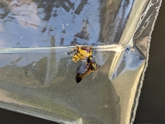 Dieunomia nevadensis bakeri