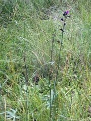 Sidalcea