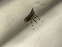 Neriidae