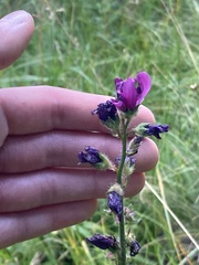Sidalcea