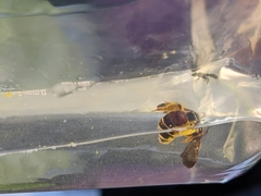 Dieunomia nevadensis bakeri