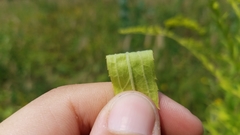 Solidago canadensis hargeri