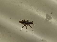 Neriidae