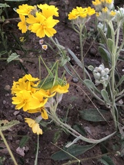 Psilostrophe tagetina