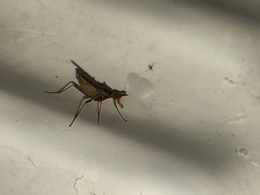Neriidae