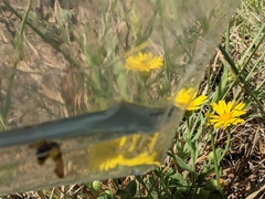 Dieunomia nevadensis bakeri