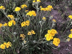 Psilostrophe tagetina