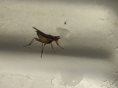 Neriidae