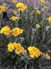 Psilostrophe tagetina