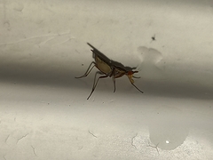 Neriidae