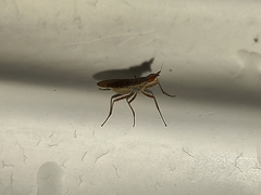 Neriidae
