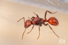 Polyergus longicornis