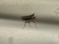 Neriidae