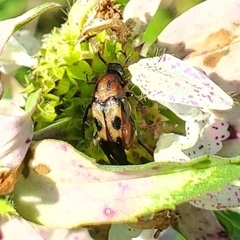 Macrosiagon octomaculata