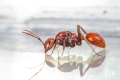 Polyergus longicornis