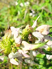 Macrosiagon octomaculata