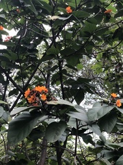 Cordia sebestena