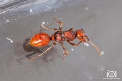 Polyergus longicornis