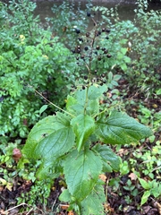 Scrophularia marilandica