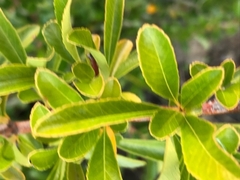 Pyracantha fortuneana